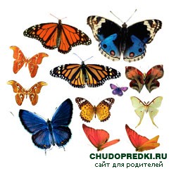 Детские загадки о насекомых с ответами