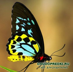 Загадки на буквы Б и В