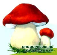 Загадки про грибы
