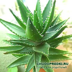 Маски с алоэ