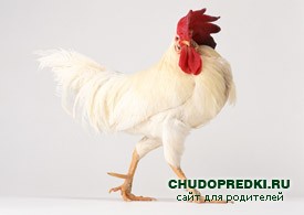 Стихи на английском языке для детей о животных. Курица и петух
