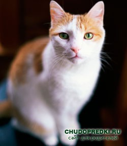 Стихи про кошку