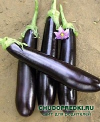 Полезные свойства баклажанов