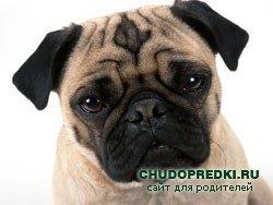 Стихи про собак