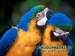 Стихи о птицах