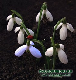 Весенние стихи