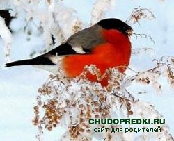 Загадки про снегиря