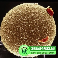 Планирование ребенка по крови
