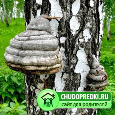 Чага березовая