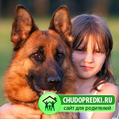овчарка для детей