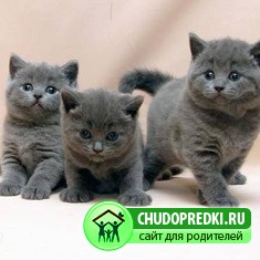 Британские котята