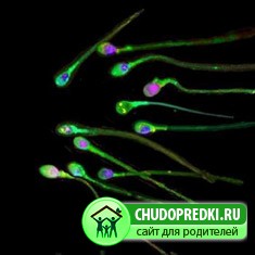 донором спермы