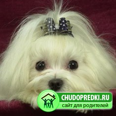декоративные собачки