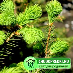 Стресс и запах хвои