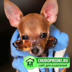 домашние животные