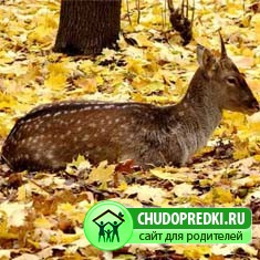 Упрямый оленёнок