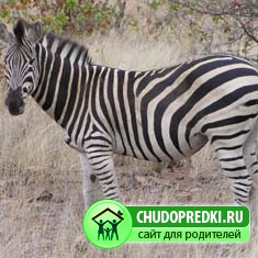 Стихи про зебру