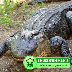 про крокодила