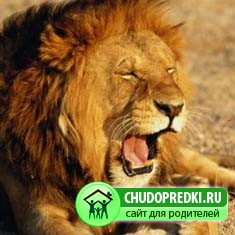 про льва