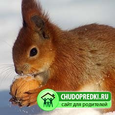 про белку
