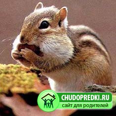 Стихи про бурундука