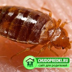 Как избавиться от клопов