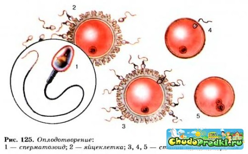 лучшая поза для зачатия