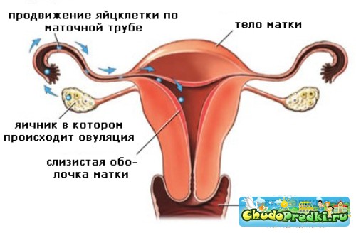 Овуляция и зачатие