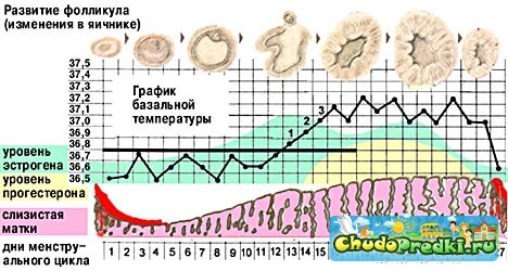 Благоприятные дни для зачатия ребенка