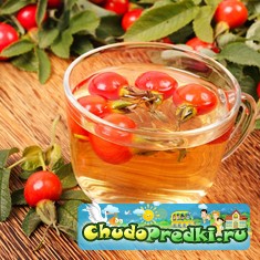 Отвар шиповника при беременности