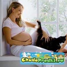 Беременность и кошка в доме