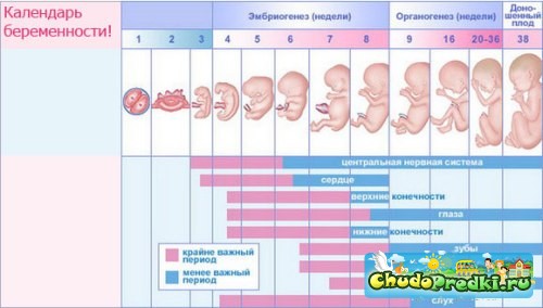 Развитие плода по неделям