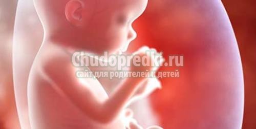 Беременность 12 недель