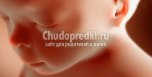 Срок беременности - 20 недель