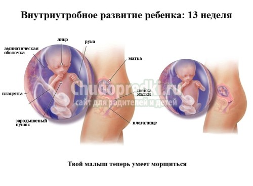 Узи 13 недель