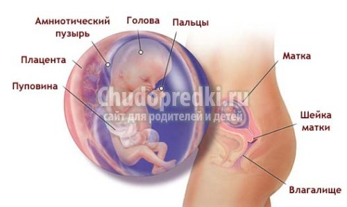 13 неделя беременности