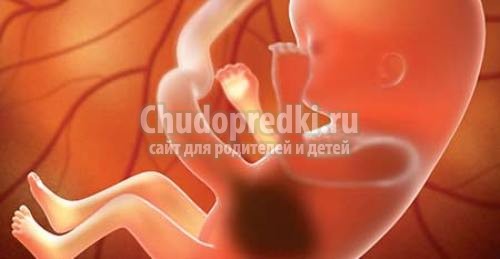 13 неделя беременности