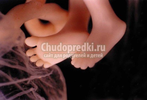 13 неделя беременности