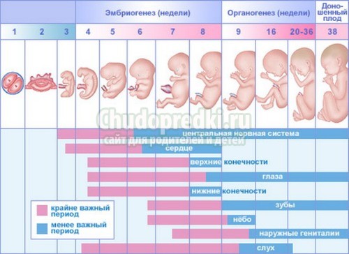 11 неделя беременности