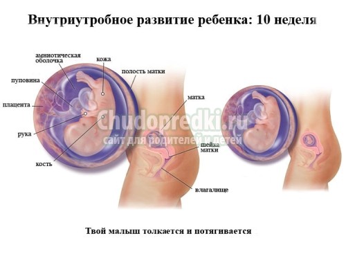 11 неделя беременности
