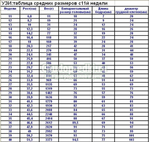 УЗИ 11 недель