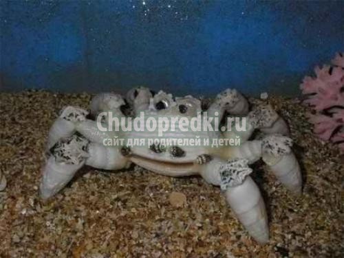 Природные поделки с детьми