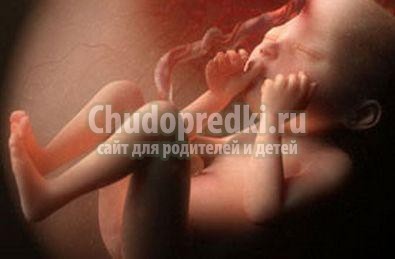 плод в утробе матери