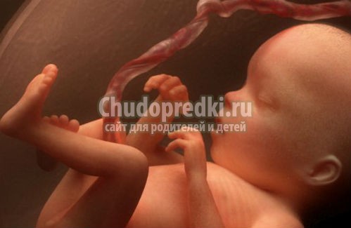 малыш в утробе