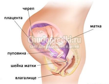 УЗИ 33 недели УЗИ 33 недели