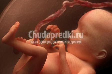 УЗИ 33 недели УЗИ 33 недели