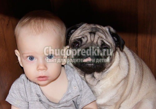 Собаки породы Мопс