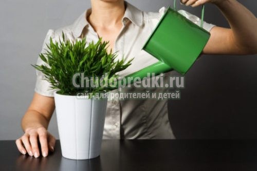 Уход за комнатными растениями в зимний период
