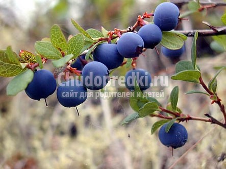 Полезные свойства ирги