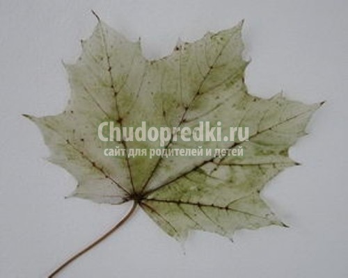 Природные поделки своими руками